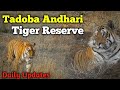 Tadoba Andhari Tiger Reserve || Episode 05 || 21 April 2020 || Jungle Safari
