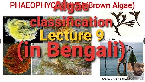 Algae Lecture 9 : ( classification of Algae) | in Bengali |
