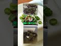 川で捕った種類不明のゴツいカニを食べるぞｗｗｗ#shorts #料理 #おもしろ