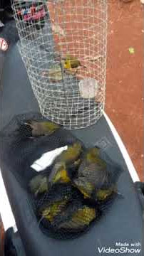 Suara pikat semua  jenis burung paling ampuh anti zonk