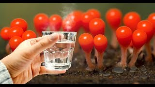 Вот почему тибетские махатмы и все красивые женщины пьют по утрам горячую воду Вот почему тибетские махатмы и все красивые женщины пьют по утрам горячую воду