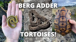 WINTER HERPING! VENOMOUS SNAKES, TORTOISES AND TONS OF FROGS!
