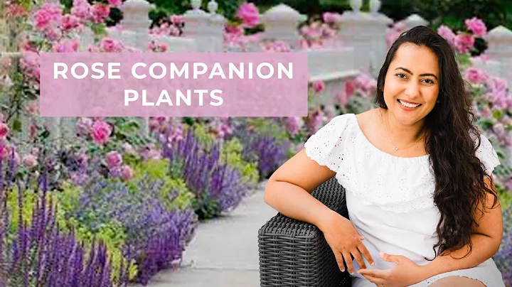 7 Rose Companion Plants For A Healthy And Beautiful Rose Cottage Garden - DayDayNews