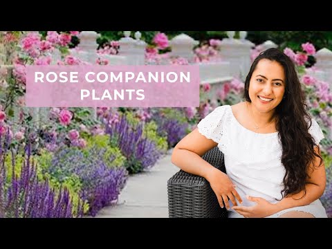 Video: Underplantning af roser - forslag til planter, der vokser godt under roser