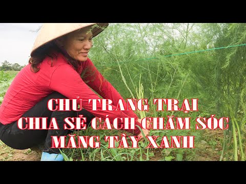 Video: Những Lưu ý Cần Thiết Khi Chọn Giống Và Chăm Sóc Măng Tây Tại Nhà