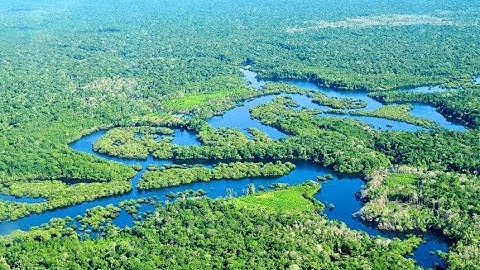 Exploring the Amazon Rainforest | The Lungs of Our Planet in 5 Minutes
