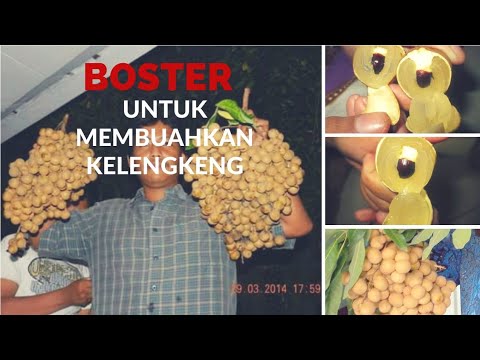 Cara Membuahkan Pohon Lengkeng - Youtube