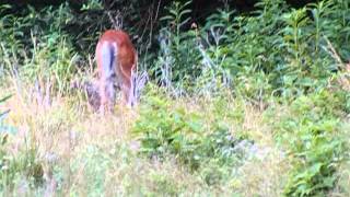 Tail-Wagging White-Tailed Deer