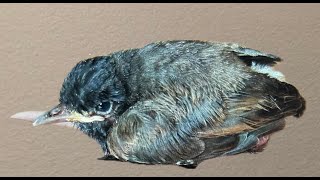 WILL MOM TAKE CARE OF RESCUED CHICK? 🐾🐾 by Cuddling Cats Kwazi and Uli 336 views 13 days ago 2 minutes, 27 seconds