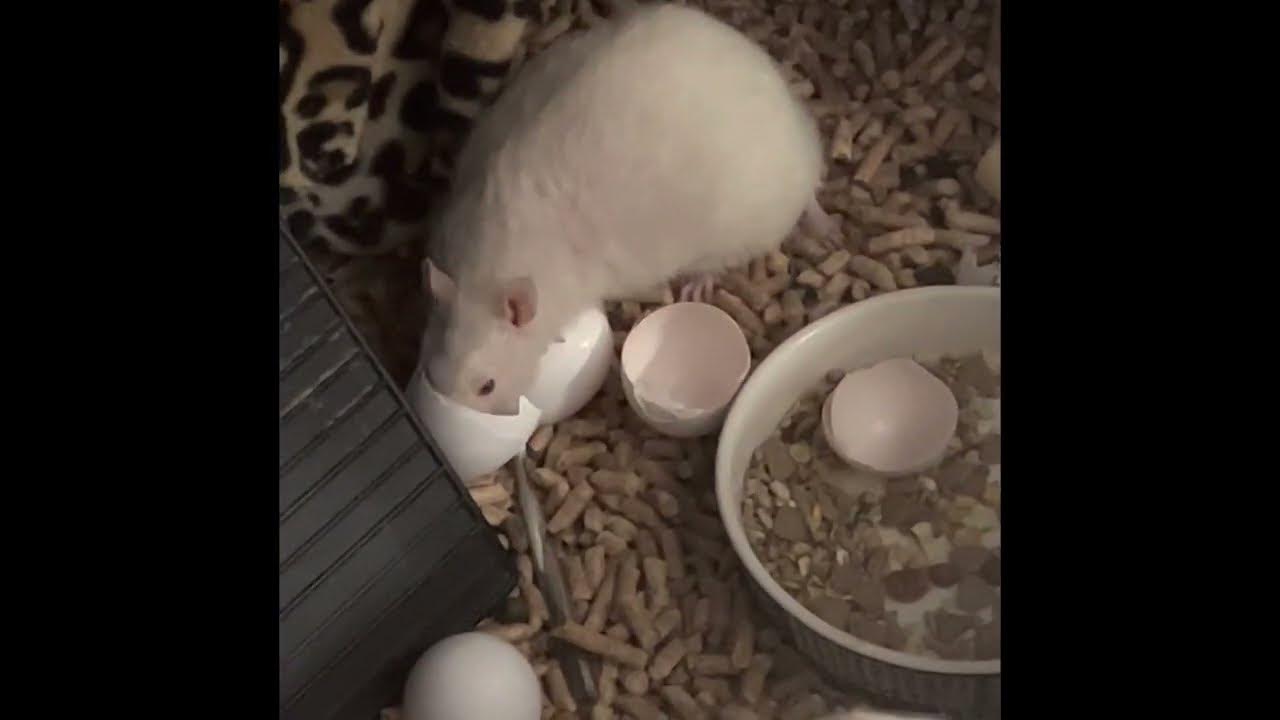 rat boys vs eggshells YouTube