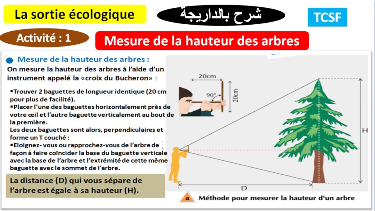 La hauteur des arbres