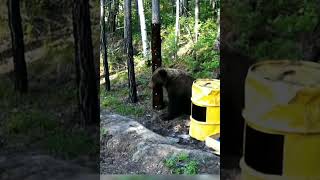 Rus İşi̇ Ayi İlaçlari Foto Kapan