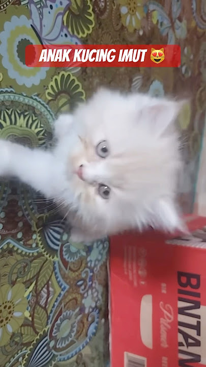 lucu⁉️ imut banget kucingnya 😻 #cat #imut #kucinglucubandung #kucing #kucinglucu #funny #funny