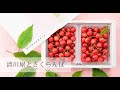 清川屋の佐藤錦 3つのこだわり｜毎年17,000箱以上出荷！山形の美味しいさくらんぼをお届けするための譲れないこだわりとは