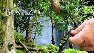 Avatar Grove Bonsai Forest, Part 1, The Bonsai Zone, May 2019