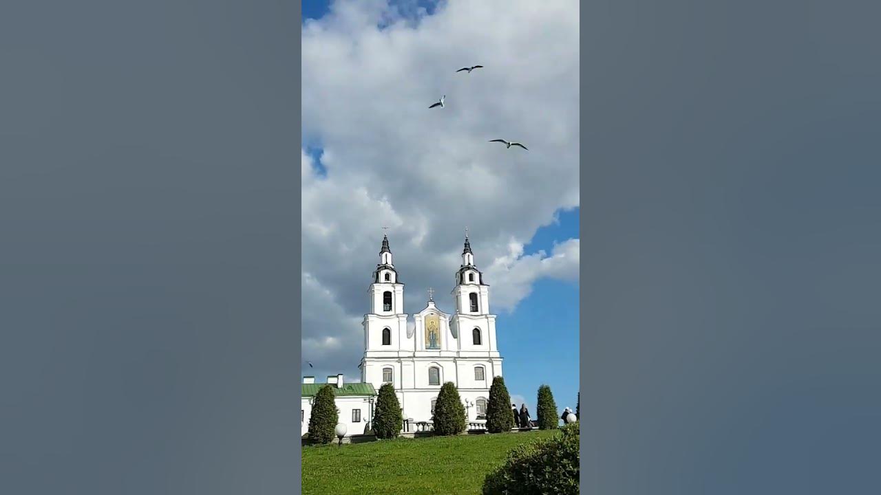 Чайки в Минске. - YouTube
