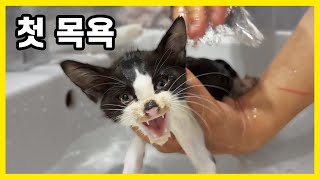 Weak and dirty kitten's first bath