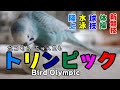 【鳥のオリンピック】ポコそらトリンピックの様子です！