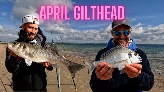 I Bagged an April Gilthead!