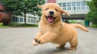 Funniest & Cutest Golden Retriever Puppies - 30 Minutes of Funny Puppy Videos 2020 #3