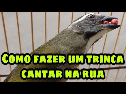 COMO FAZER SEU