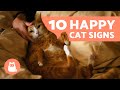 How Do I Know if My CAT is HAPPY? 🐱 (10 Signs of a Happy Cat)