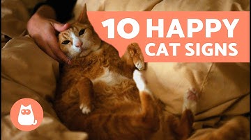 How Do I Know if My CAT is HAPPY? 🐱 (10 Signs of a Happy Cat)