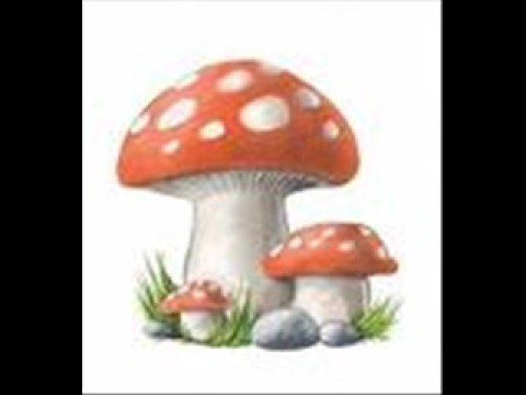 Video: Plankrökt Portobello-svamp