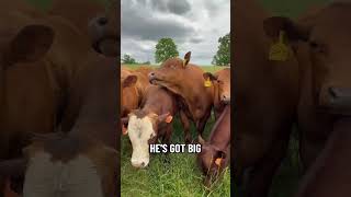 When going to look at a bull, turns into a day of fun #Cattle #FarmLife #Bull #Fun