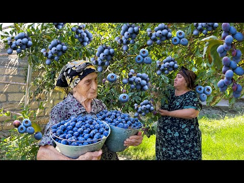 Бейне: Құмарлықтың жемісін жинау: пассиондық жемістерді қалай және қашан жинау керектігін біліңіз