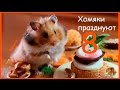 Хомячки празднуют 8 марта