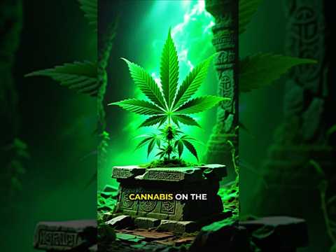 القنب النبات المقدس لدى القدماء