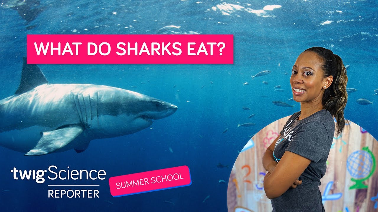 Where Are Sharks In The Food Chain? | Summer School Week 11 | Twig