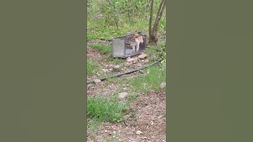 Trapped cat goes crazy #TNR