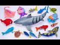 [🦈toy asmr🦈] Zuru Robo White Shark &amp; Sea Animal Toys Playset | Satisfying Unboxing Fish Toy