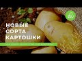 Новые сорта картофеля