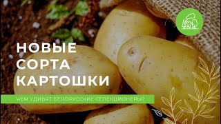 Новые сорта картофеля