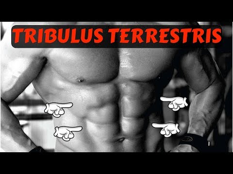 Video: Cosa fa tribulus?