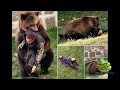 Extreme animal attacks on humans