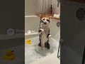 funny cat #cute cat #funny cat #cat video #funny video