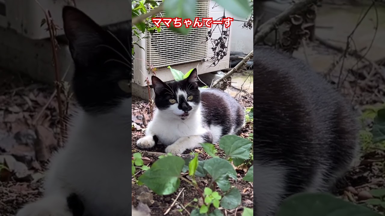 ママちゃんでーす😸😺😸2026/4/26 #ねこ - YouTube