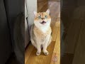 Bu Kedinin Sonraki Hareketine İnanamayacaksınız! 😱 #Viral