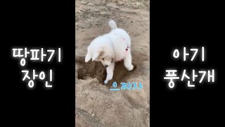 3개월 된 아기 풍산개 (땅파기) Poongsan dog (traditional Korean dog) who is into digging