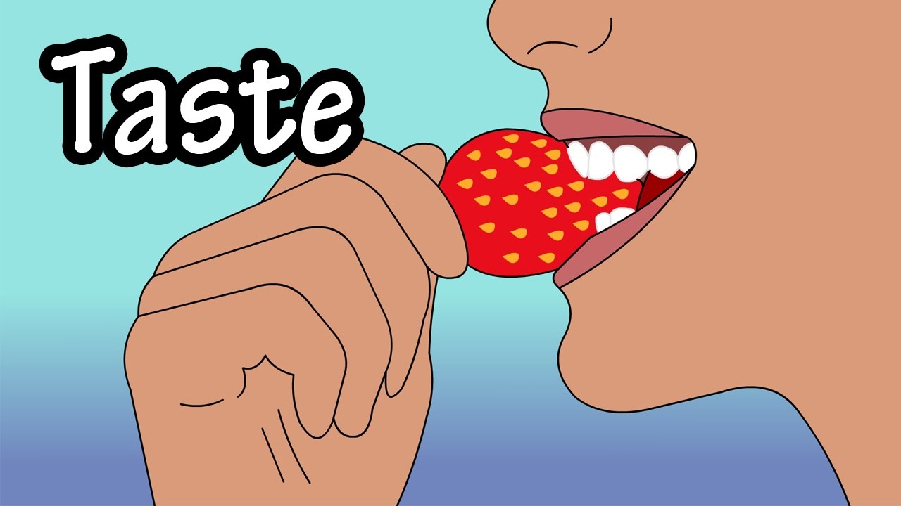 How Does Taste Work - How Do Taste Buds Work