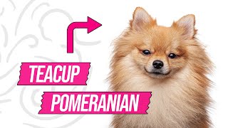 Teacup Pomeranian Video by petmoo 43 views 11 months ago 2 minutes, 2 seconds