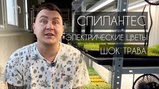 Спилантес. Шок трава. Электрические цветы. Акмелла #микрозелень