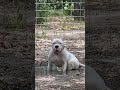 Big Dog Of Dogo Argentino Dog Shorts Dogbreed Big Dog Of Dogo Argentino Dog Shorts Dogbreed