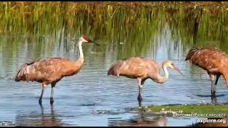 Mississippi River Flyway Cam, explore.org, September 18, 2021 (3)