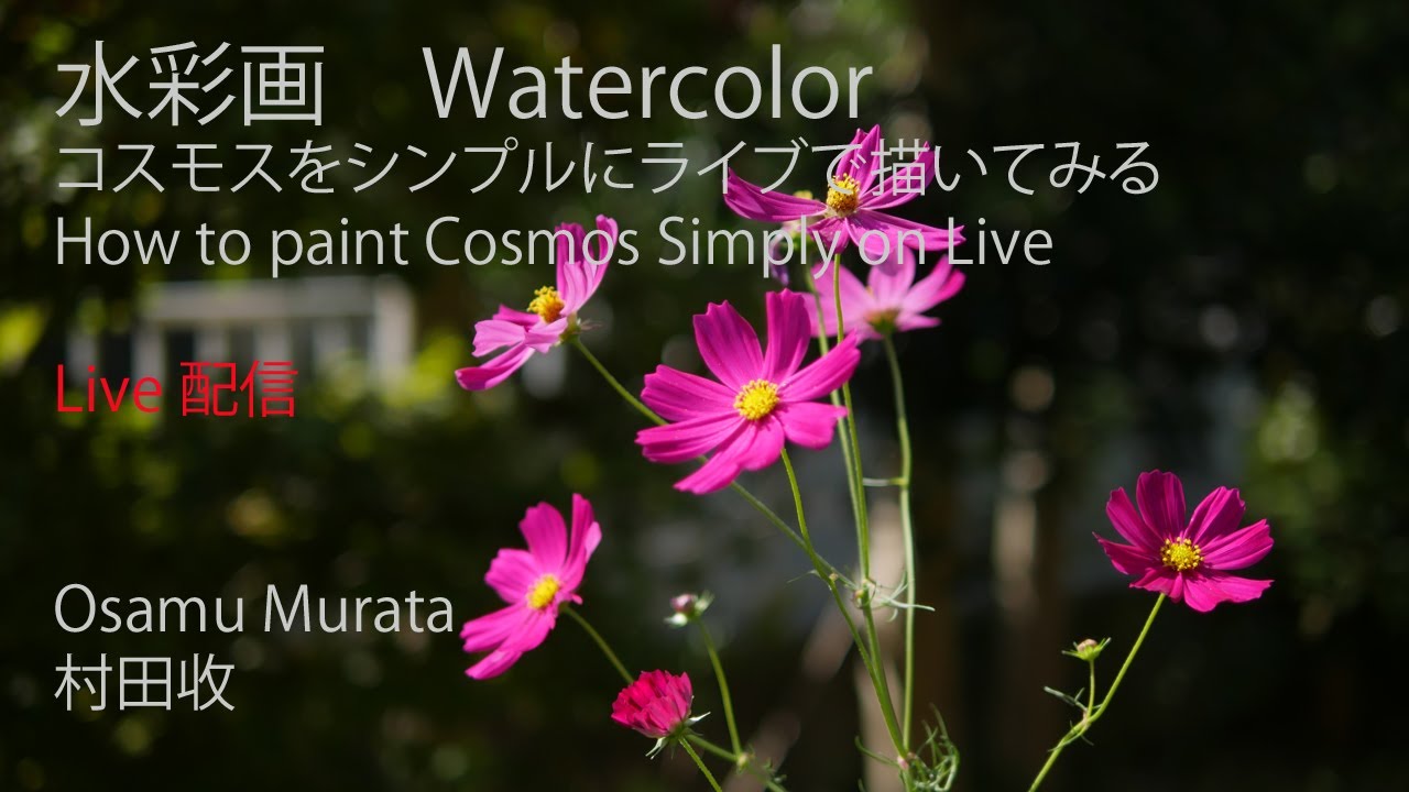 水彩画 ライブ配信 でコスモスをシンプルに描く 村田收 Watercolor Live Movie Painting Flower On Live Youtube