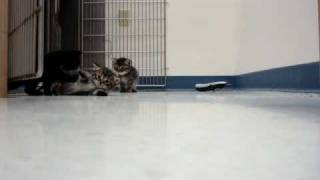 Kittens at Four Weeks by animal0505 703 views 14 years ago 2 minutes, 39 seconds